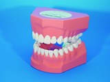 Demomodell zur Zahnpflegeanleitung