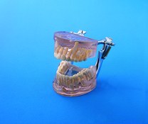 Modèle de démonstration de la denture